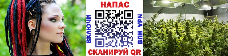 купить закладку Норильск Марихуана семена